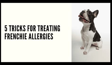 Are french bulldogs good family dogs? 5 TRICKS FOR TREATING FRENCHIE ALLERGIES - French Bulldog ...