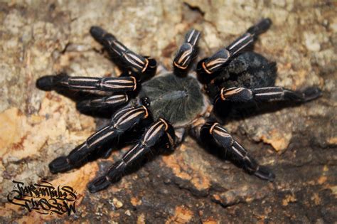 Tartan tarantulas unboxing #158 haplopelma albostriatum ratchaburi province. Ratchaburi | Tarantula Forum