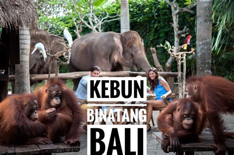 Taman satwa anak adalah zona yang terdiri dari. Kebun Binatang Bali (Bali Zoo) adalah kebun binatang di ...