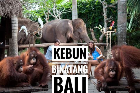 Kebun binatang ini memiliki fasilitas yang lengkap dan menarik. Kebun Binatang Bali (Bali Zoo) adalah kebun binatang di ...