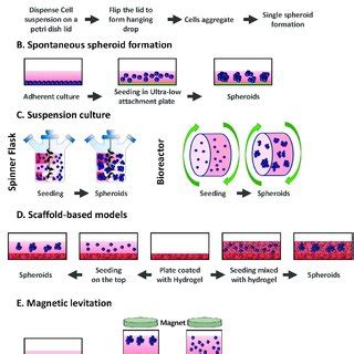 Ø cell culture can be used to produce monoclonal antibodies with hybridoma technology. (PDF) Halfway between 2D and Animal Models: Are 3D ...
