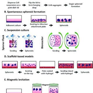 Gibco media, fbs & reagents offer a reliable solution for all your cell culture needs. (PDF) Halfway between 2D and Animal Models: Are 3D ...