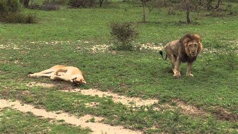 Lion sands ivory hotel sabi sand game reserve. Lions mating @ Sabi Sand Game Reserve (Dec 2014) - YouTube