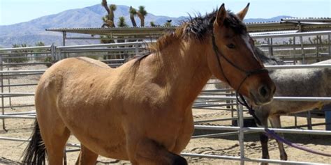 A buckskin's body is also ideally a golden. Buckskin Horse Color - Origin, Genetics, and Variations | Helpful Horse Hints