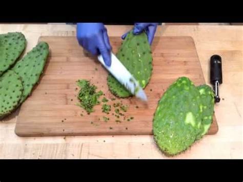 Since prickly pear is a notable source of kaempferol, enjoying prickly pear fruit may be beneficial in protecting against these diseases. Prickly Pear Cactus: Growing And Care Of Paddle Opuntia ...