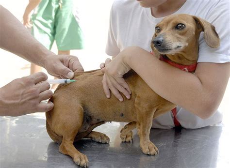 Governo do estado e prefeitura de angra realizam vacinação em massa. Vacinação antirrábica para cães e gatos acontece nesta quarta, em Cabo Frio | Rio das Ostras Jornal
