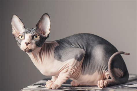 Females can weigh as little as 6 pounds, while larger males can tip the scales at 14 pounds. Sphynx Cat | Great Pet Care