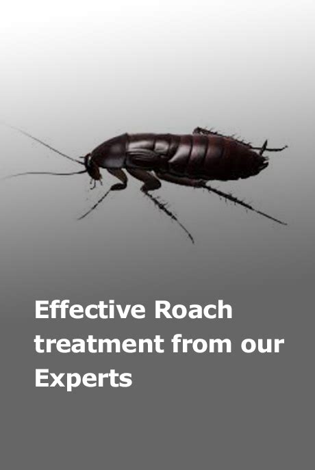 Chemical control is best done by a professional san antonio pest control service. Pest Control San Antonio | Trusted Exterminator | Lawn ...