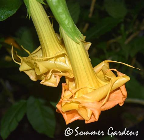 Notable people with this name include: Sommer Sun - Brugmansia Growers International