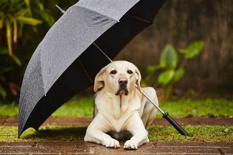 You wouldn't want that for your puppy, would you? Tips On How To Calm Your Dog During Thunderstorms (The ...