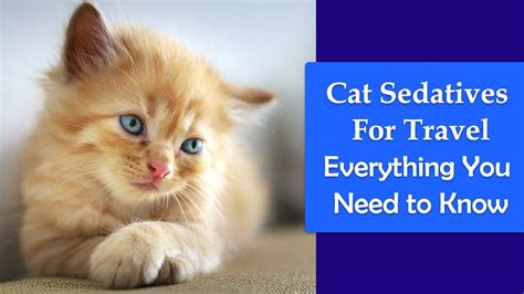 Start date oct 24, 2005. Cat Sedatives For Travel: Everything You Need to Know ...