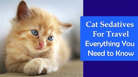 Benadryl is often recommended for traveling cats for these reasons. Cat Sedatives For Travel: Everything You Need to Know ...