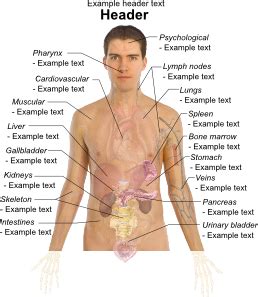 Human anatomy picture organs science diagram for human body parts all organs in the human body. Adult Male Diagram Template clip art Free Vector / 4Vector