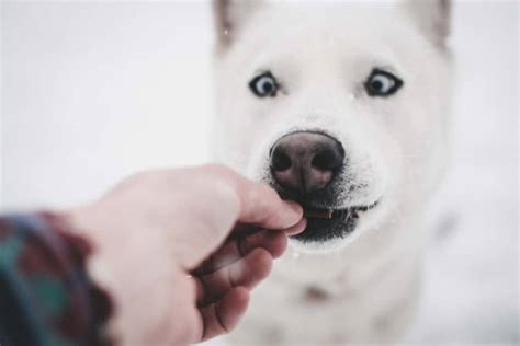 The same method can be used for dogs needing to gain weight. The 12 Best Dog Foods for Huskies to Gain Weight - I Love ...