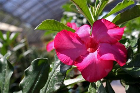 Withhold all water during their period of dormancy, waiting for signs of growth to resume. Desert Rose succulent in bloom during summer. | Cactus ...