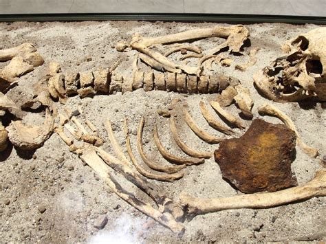 Yes carbon dating is done by measuring the amount of isotope of carbon but what the point here is, that isotope is a radioactive isotope of carbon 14c (radioactive means has the property to decay as the time passes).thatswhy this radiocarbon dating predicts different ages. कार्बन डेटिंग क्या होता है? पद्धति, प्रोसेस, प्रयोग ...