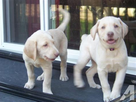 However free labrador retrievers are a rarity as rescues usually charge a. champagne labrador | Puppy - Stuff For Sale in Ithaca, MI ...