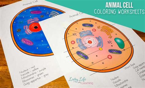 Whether you want to unwind from the day's stress, hone your artistic talent, or feel the benefits of meditative mindfulness, this coloring book is for you! Animal Cell Coloring Worksheet