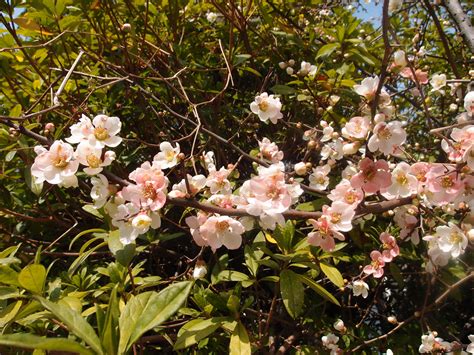 May 21, 2021 · 立秋（りっしゅう）とは、こよみの上で秋のはじまりとされる日です。2021年は8月7日（土）。まだまだ暑さのきびしいころ. 木瓜の花を惜しんで｜恵比寿日和 - 5×緑（ゴバイミドリ）