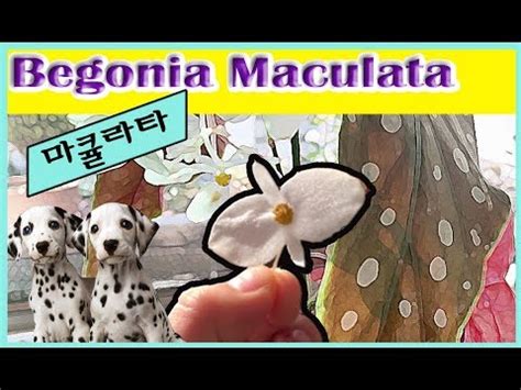 Like begonia rex on steroids! 베고니아 마큘레타 키우는 법 - begonia maculata - YouTube