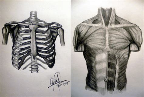 I have been teaching online for over 5 years now and love the ability to connect and teach artists all over the world. Human Anatomy - Torso by HaloGoddess1 on DeviantArt