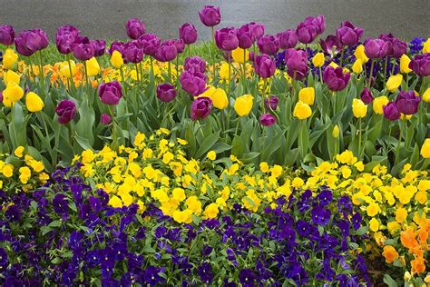 Hours may change under current circumstances Wild Flowers - Jim Zuckerman Photography | Flower garden ...