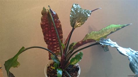 Cryptocoryne usteriana is a classic aquarium plant in the cryptocoryne family that offers great coverage with an ornamental appearance in a planted aquarium tank. Cryptocoryne usteriana - Riesen-Wasserkelch - Flowgrow ...