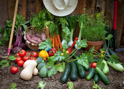 Wir helfen dir gerne weiter! Gemüse aus dem Garten: 9 pflegeleichte Gemüsesorten für ...