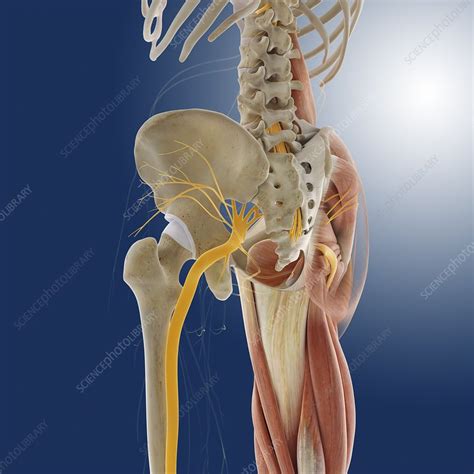 Femoral artery is second largest artery in the body. Lower body anatomy, artwork - Stock Image - C014/5593 ...