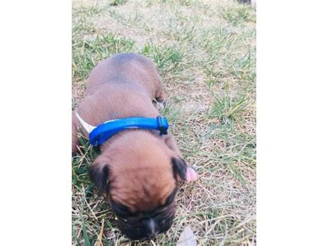 Find boxer puppies in canada | visit kijiji classifieds to buy, sell, or trade almost anything! 5 males and 4 females purebred boxer puppies available in ...