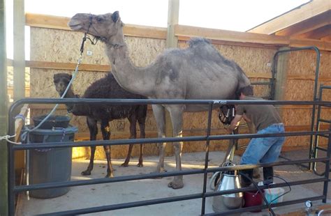 Помогите пожалуйста, всем спасибо заранее: Colorado couple quits day jobs to run a camel dairy ...