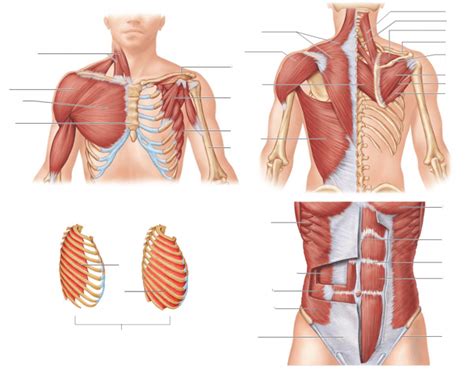 Learn vocabulary, terms and more with flashcards, games and other study tools. Muscles of the Torso