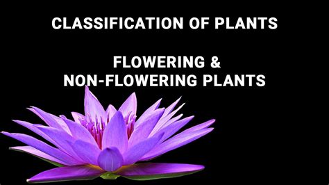 Check spelling or type a new query. Flowering & Non - flowering Plants - YouTube