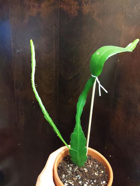 Knowing that without an apical meristem the plan would never grow up but with lateral meristems still intact it would grow arms. I've posted this before and was told orchid cactus but I'm ...