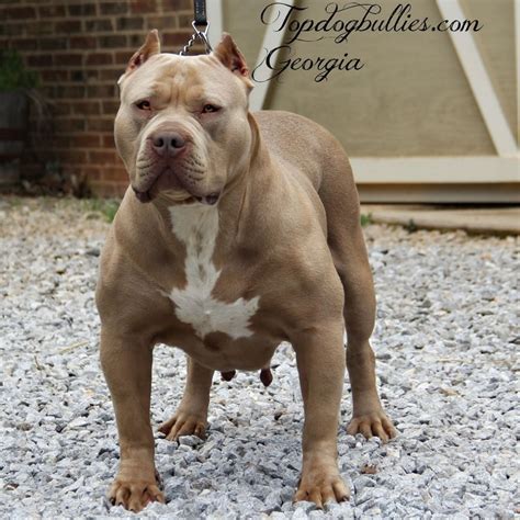 4 pitbull puppies for sale 3 female and 1 male. Female American Bully Xl Size