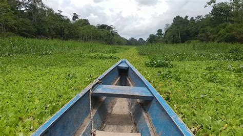 Colombia closed its borders to foreign travelers in march and international passenger flights, along with tourism peru reopened borders for international flights on october 5, 2020, allowing only specific cities to land. Amazon jungle. Green River. Colombia. Peru. Brazil. - YouTube