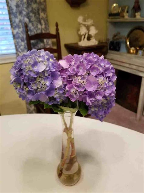 Pick your flowers for pressing after the early morning hang the flowers in a cool dark place to dry out. The Absolute Easiest Way to Dry Hydrangeas | Hydrangea not ...