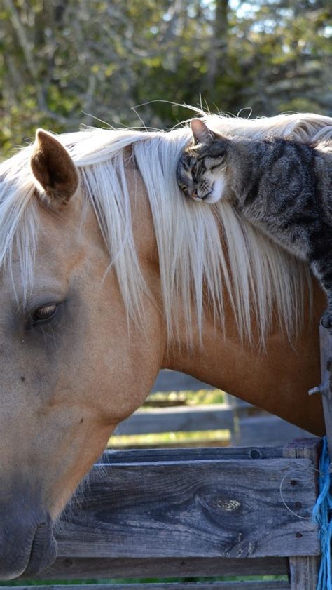 Nearly everything she says is memorable, important, and often hilarious. horse_cat_friendship_78537_640x1136 | vadaka1986 | Flickr