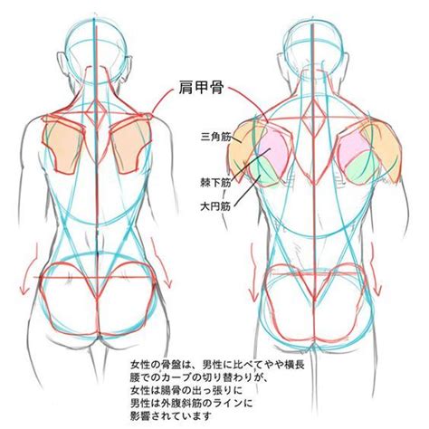 After watching, you should have a better understanding of how to invent these muscles in your own characters. male female back muscles, figure drawing | 解剖例, 人物画チュートリアル ...