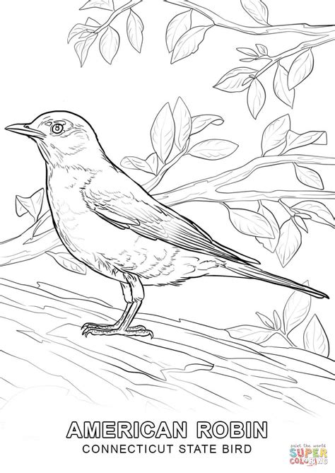 Download Connecticut State Bird coloring page | Free Printable Coloring Pages