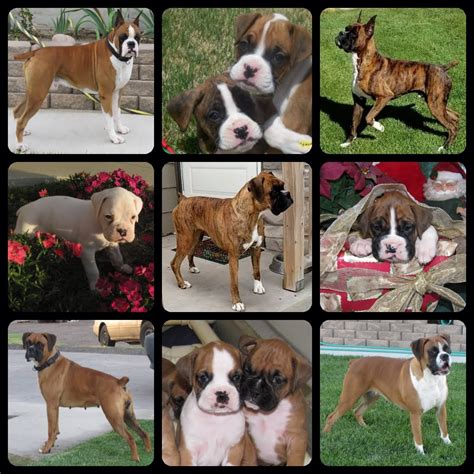 My pups are brought up inside my home and are used to children,cats and larger dogs. BOX ELDER CREEK BOXERS - Quality AKC Champion Sired Boxer ...