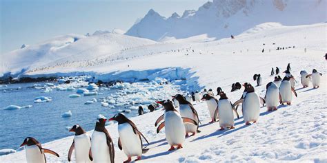March of the penguins movie reviews & metacritic score: 7 pingvinarter i Antarktis | Hurtigruten