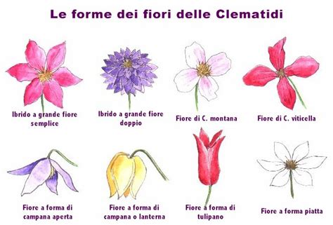 Chionodoxa luciliae, campana giacinto, fiore primaverile, fiori blu brillante, con strisce scure, a forma di campana, bella, fragrante. Untitled Document digilander.libero.it