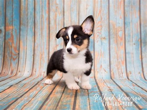 Pembroke welsh corgi puppies avaliable now. You Can Get Close to Royalty with Our Corgi Puppies for ...