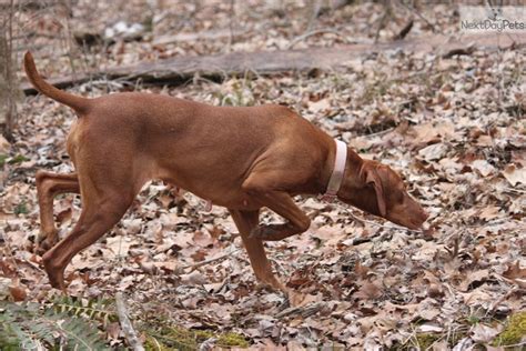 Craigslist are one of the most effective advertising methods for selling, buying or renting houses or other properties by individual owners, landlords or even real estate agents. Red: Vizsla puppy for sale near Southeast Missouri ...