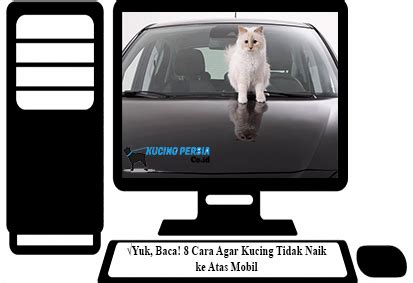 Usahakan selalu mengalihkan kucing dari mobil anda agar tidak naik. √Yuk, Baca! 8 Cara Agar Kucing Tidak Naik ke Atas Mobil