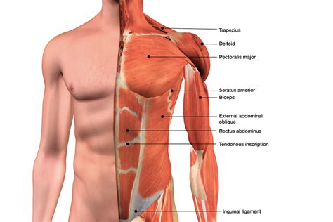 In this article, we shall learn about the anatomy of the muscles of the anterior chest. Male Chest Muscles Labeled Educational Medical Chart ...