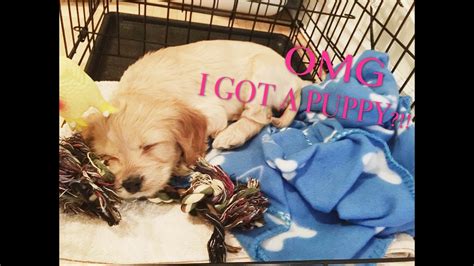 You might see them described that way; I GOT A PUPPY!!!||First day with my Cockapoo - YouTube