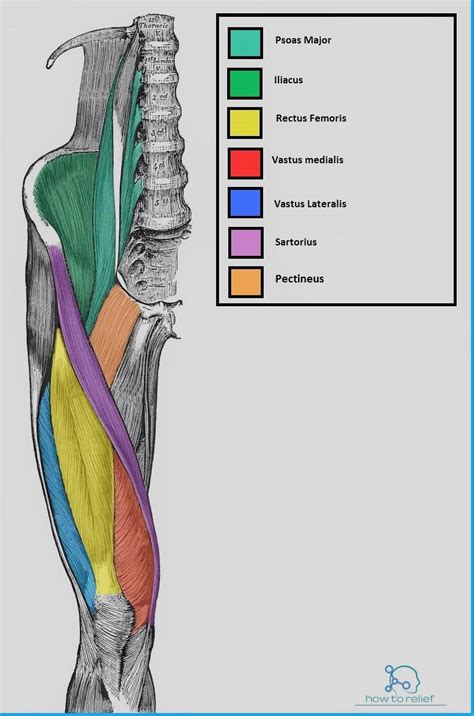 Click and start learning now! Thigh Muscles: Origin, Insertion, Action & Nerve Supply ...