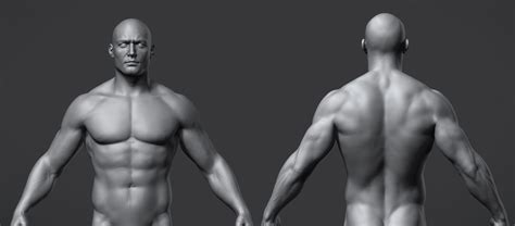 Human male anatomy bundle with 7 layers on the same lowpoly, and uvs. ArtStation - Male Anatomy Reference Model